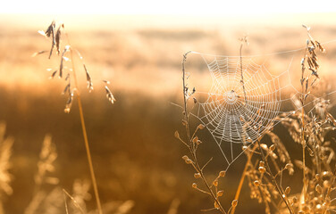Golden autumn field and cobweb. beautiful natural background. Dreamy gentle artistic image. summer or autumn landscape. fall season. 