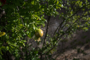 one pomegranate on a tree