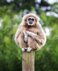 Obraz premium Sad looking Lar Gibbon sitting on a post