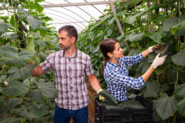 Man and woman harvest ripe cucumbers in greenhouse