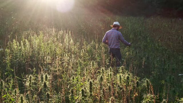 Drone shot of farmer inspecting hemp field at sunset shot in 4k super slow motion