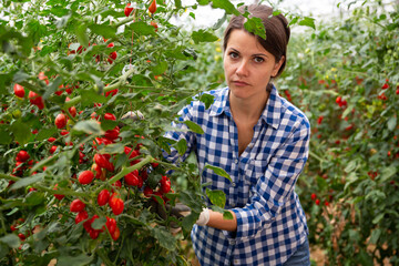 Successful female farmer hand harvesting crop of ripe red grape tomatoes in greenhouse in springtime