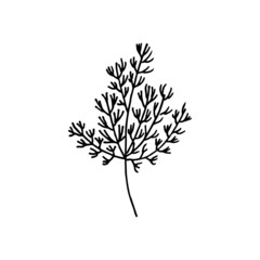 Floral doodle carrot leaf. Garden plant. Hand drawn illustration.