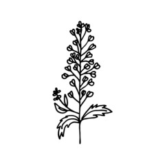 Floral doodle shepherd's purse. Wild meadow plant. Hand drawn illustration.