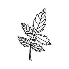 Floral doodle tomato leaf. Garden plant. Hand drawn illustration.