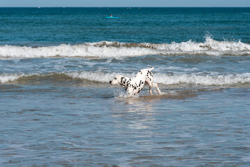 Baignade d'un chien dans la mer