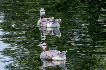 Feral Bar-headed Goose (Anser indicus) in park, Keil, Schleswig-Holstein, Germany