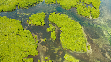 Mangrove green forests with rivers and channels on the tropical island, aerial drone. Mangrove landscape.
