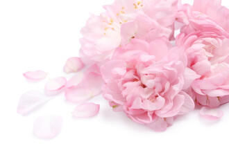 Obraz premium Beautiful sakura tree flowers and petals on white background