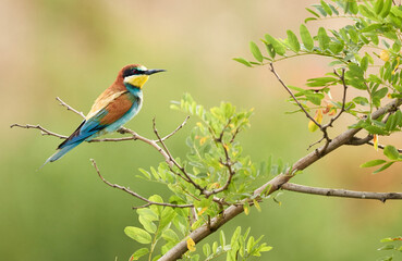 European bee eater (Merops Apiaster) bird with colorful plumage sitting on tree branch in summer.