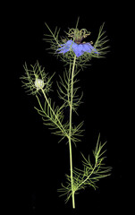 Jungfer im Grünen (Nigella damascena), Knospe, Blüte, Blatt, Mittelmeerraum, Deutschland