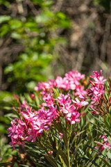 Pink oleander in the garden