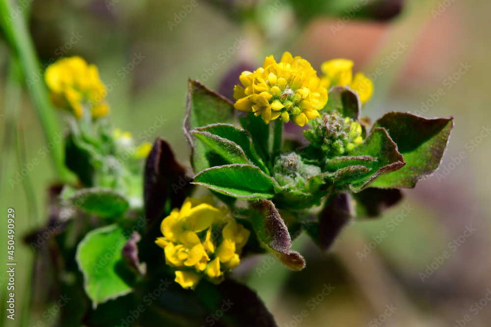 Poster Hop clover // Hopfenklee (Medicago lupulina)