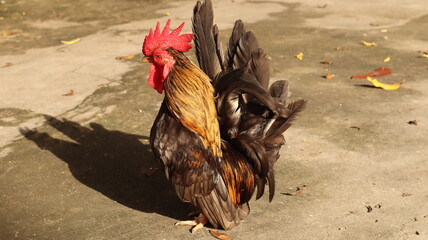 Bantam chickens Black fur with yellow hair on the neck Standing on a cement floor
