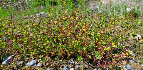 Hop clover // Hopfenklee (Medicago lupulina)
