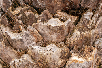 Bark of a palm tree in Rome