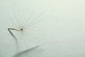 Seed of dandelion flower on light background, closeup. Space for text