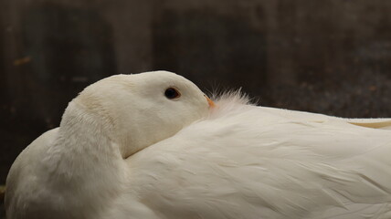 White feathered duck yellow mouth black eyes standing on the ground.