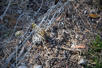 ants on the grass
