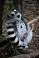 ring lemur