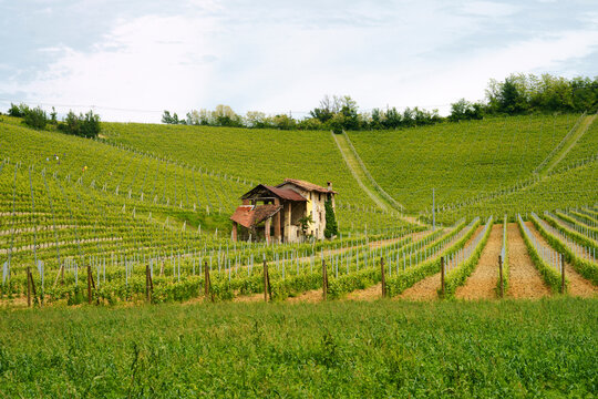 Vineyards of Monferrato near Gavi at springtime