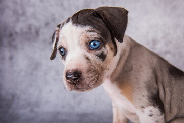 Louisiana Catahoula Leopard Dog puppy close up portrait