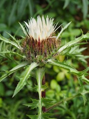 Kolorowe kwiaty w ogrodzie