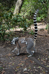 Obraz premium ring tailed lemur