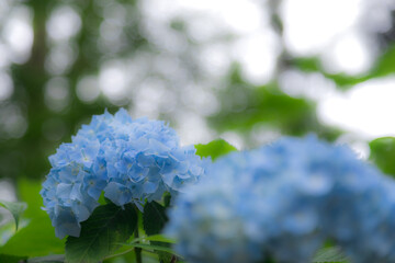 初夏のあじさいの花　千葉県多古町　日本