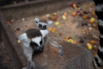 ring lemur