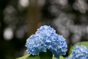 初夏のあじさいの花　千葉県多古町　日本