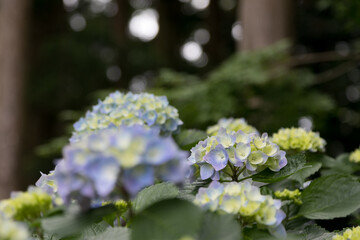 初夏のあじさいの花　千葉県多古町　日本