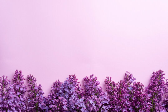 Branches of lilac on pink background. White and purple lilac. Romantic spring mood. Top view. Copy for your text - Image