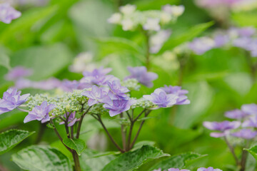 初夏のあじさいの花　千葉県多古町　日本