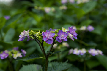 初夏のあじさいの花　千葉県多古町　日本