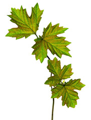 Fototapeta premium Branch of maple tree with maple-leafs isolated on white background