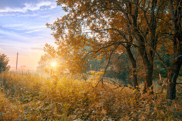 Fototapeta premium Early morning forest at sunsrise with fog in autumn