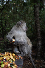 japanese macaque sitting on the ground