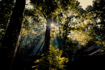 Sunset in the forest