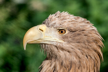 Adult White-tailed Eagle (Haliaeetus albicilla)