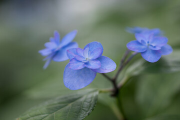 Fototapeta premium 初夏のあじさいの花 千葉県多古町 日本