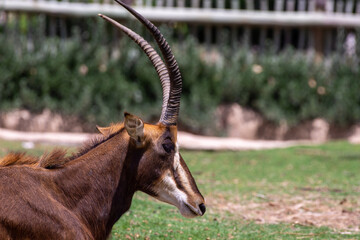 Female cow Sable antelope (hippotraginae niger) head close up