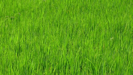 Green rice in the fields