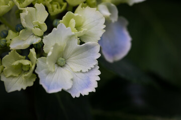 初夏のあじさいの花　千葉県多古町　日本
