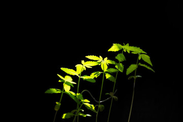 young cannabis on a black background under a beam of light