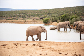 Fototapeta premium herd of elephants