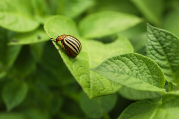 Colorado potato beetle on green plant outdoors, closeup