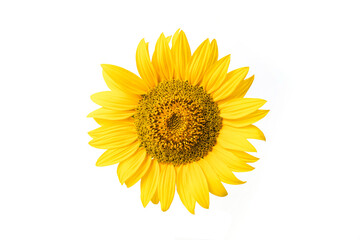 Flower of sunflower isolated on white background.