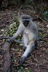 Fototapeta premium portrait of a long macaque