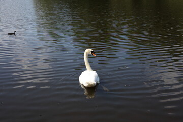 Swan on a pond